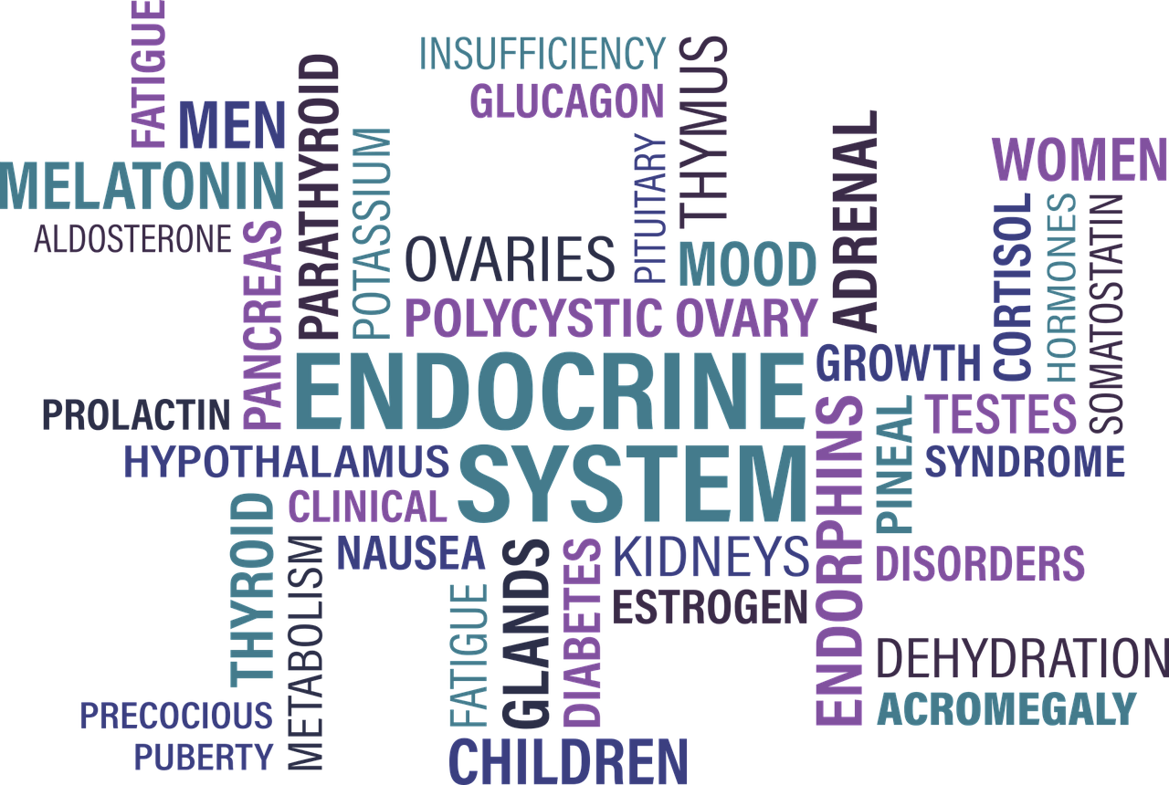 Hormondruesen_Wortbild